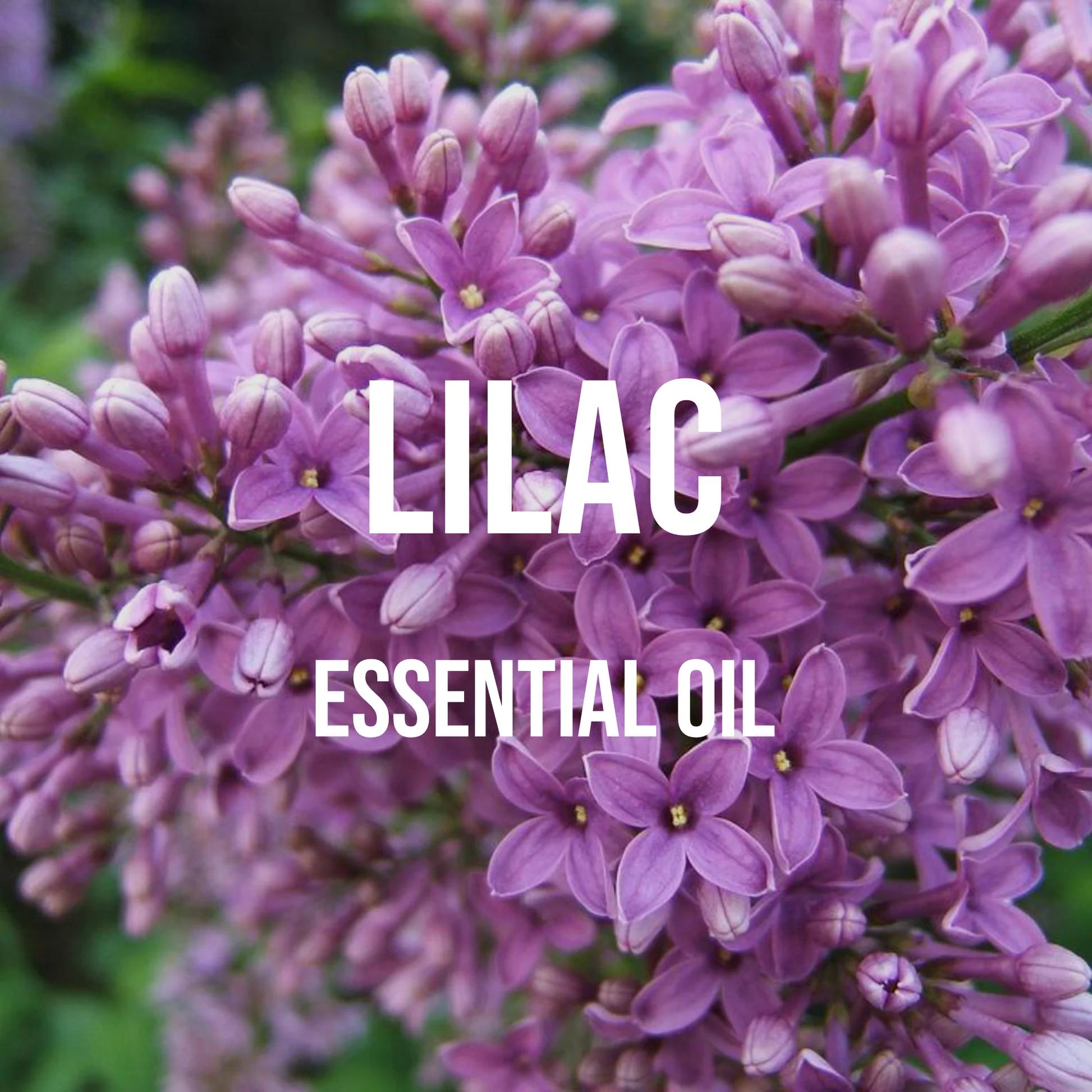 Candle Supplies Essential Oils - Minyak esensial ungu kualitas Premium tidak